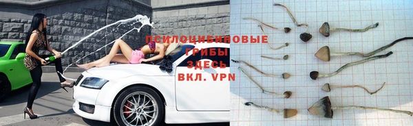 стаф Бородино