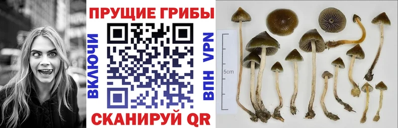 Галлюциногенные грибы Psilocybe  Сургут 